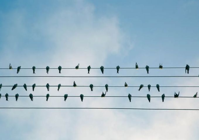 des oiseaux sur fils electriques